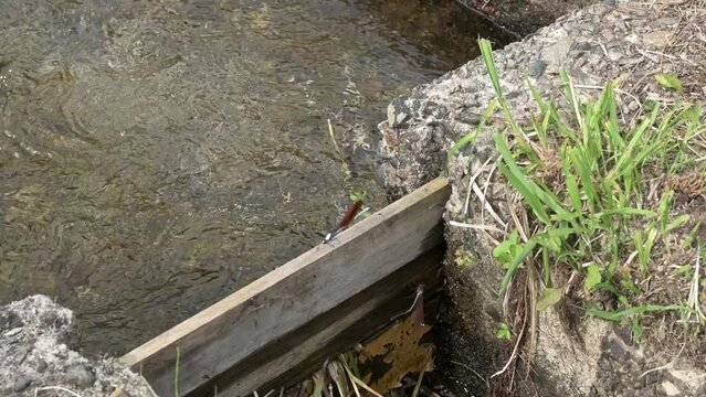 用水路で羽を休めるイトトンボ