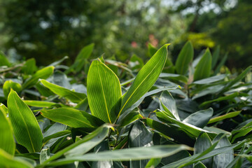 秋田県角館の武家屋敷に群生するクマザサ