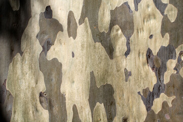 Close up view of Eucalyptus tree bark textured abstract background