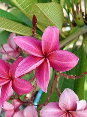 close up of frangipani flowers on tree in the morning