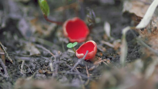 Young Mushroom Sarcoscypha Coccinea. Fungi Commonly Known As Scarlet Elf Cup Or Scarlet Elf Cap And Scarlet Cup. Beautiful Macro Shot Of Spring Forest. Gimbal Stabilize.