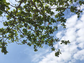 tree with blue sky in background