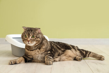 Cute cat with litter box lying near green wall