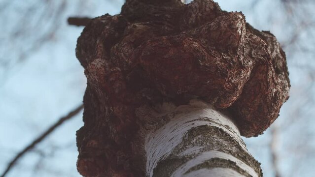 Outgrowth On A Birch Tree Trunk. Burl On A Birch Tree Trunk. Wood Suvel. Tree Diseases. Gimbal Stabilize.