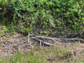 a large green bush in the woods