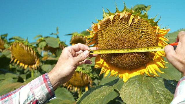 Agricultural worker controls the ripening of sunflowers. Agronomist measures diameter of sunflower head using measuring tape