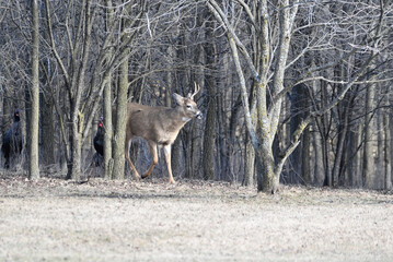 Deer and Turkeys