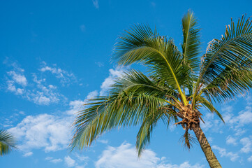 palm tree on sky © youm