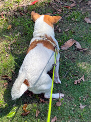 jack russell terrier playing in the garden