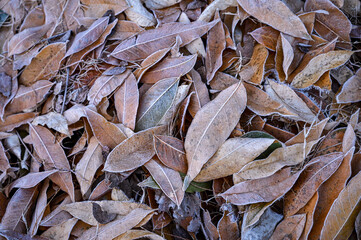 close up of dried leaves