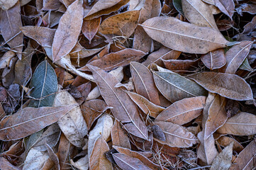 close up of dried leaves