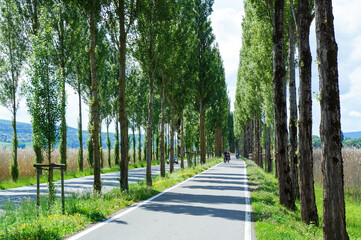 背の高い木が真っすぐと並ぶ直線道路の風景