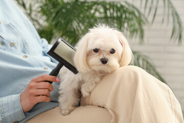 Woman brushing her cute Maltese dog at home, closeup