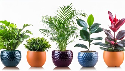 Obraz premium plant in a pot flower decoration for garden isolated 