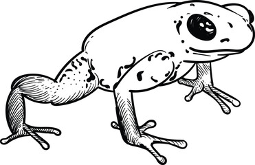 Vintage hand drawn sketch of poison dart frog 