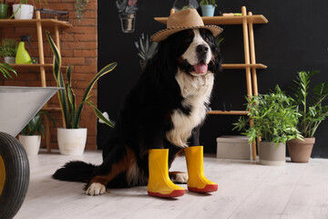 Cute Bernese mountain dog with rubber boots and houseplants at home
