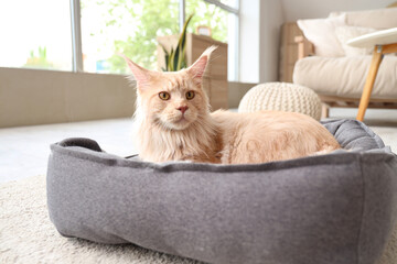 Cute beige Maine Coon cat lying in pet bed at home