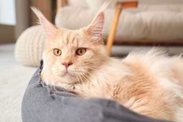 Cute beige Maine Coon cat lying in pet bed at home, closeup