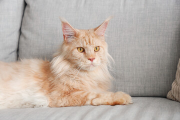 Cute beige Maine Coon cat lying on grey sofa at home