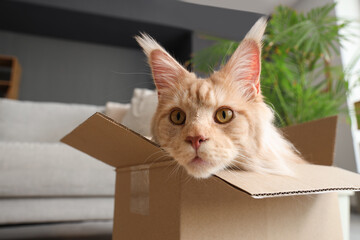 Cute beige Maine Coon cat sitting in cardboard box at home, closeup