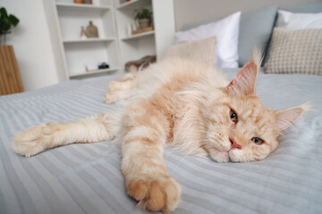 Cute beige Maine Coon cat lying on bed at home