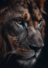 A close-up of a lion's face, highlighting its intense eyes and textured fur.
