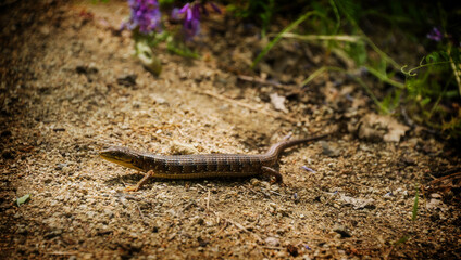 lizard on the ground