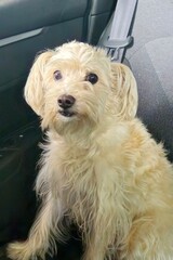 dog in a car