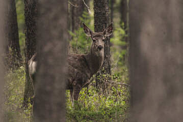 Mule deer, peering around the thick forest