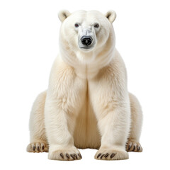 polar bear cub isolated on transparent background cutout