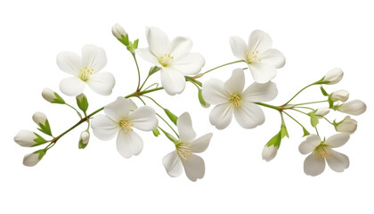 Obraz premium bouquet of white flowers isolated on transparent background cutout