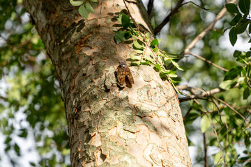 木にとまるセミ