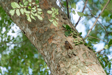 木にとまるアブラゼミ