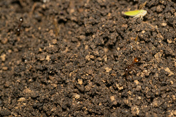 Anthill Argentinian ants in the yard