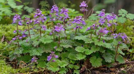 Common henbit also known as greater henbit is a type of Lamium that originates from Europe Asia and northern Africa