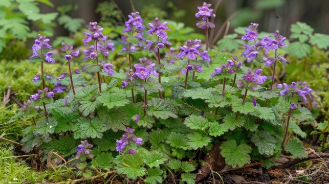Common henbit also known as greater henbit is a type of Lamium that originates from Europe Asia and northern Africa