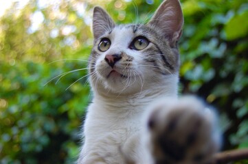 Little friend 🐈🌿