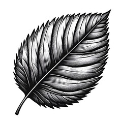 black and white outline sketch of a leaf isolated on white background