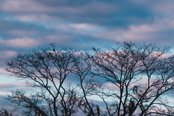 exotic tree at dusk with bare branches and little birds, pastel clouds in the background, blurred foliage in the foregroud