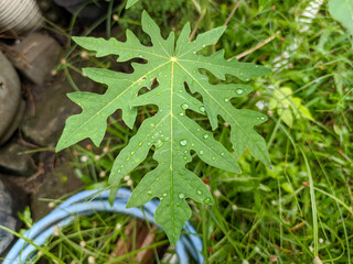 A papaya leaf adorned with dewdrops captures nature's delicate artistry. Each drop, glistening in the sunlight, enhances the vibrant green hues of the leaf.