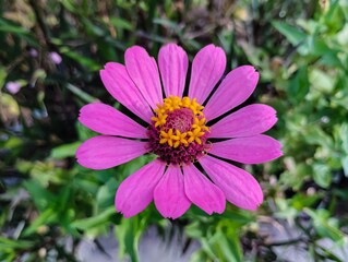 Obraz premium Blooming, pink, graceful zinia flower on blur background 