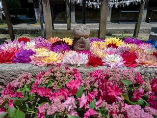 カラフルな天竺牡丹