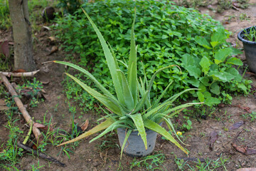 Aloe vera in a pot. Aloe vera is an herb with medicinal value.