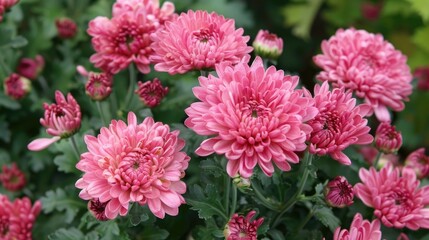 Chrysanthemum blossoms flourishing in the garden