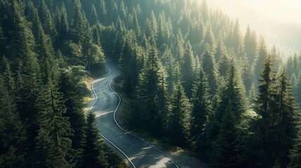 A mountain road winding through dense pine forests, with patches of sunlight filtering through the...