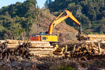 Obraz premium Industrial Tree Logging - New Zealand
