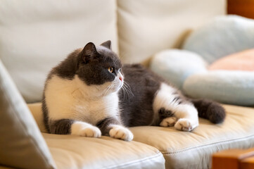 British shorthair cat lying on sofa