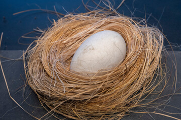 Kiwi Egg with Its Nest