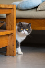 The British Shorthair hides behind the table and watches