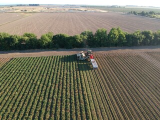 tractor in tomatoes field © Carlos Palacio M.
